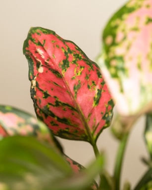 a close up of a pink and green plant
