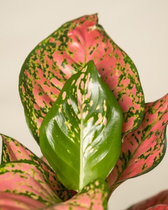 a close up of a green and pink plant