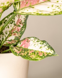 a close up of a plant with green and pink spots