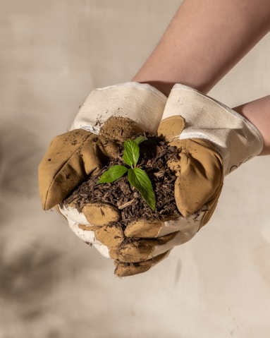 a person holding a potted plant in their hands