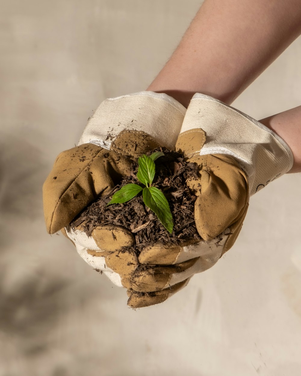 a person holding a potted plant in their hands