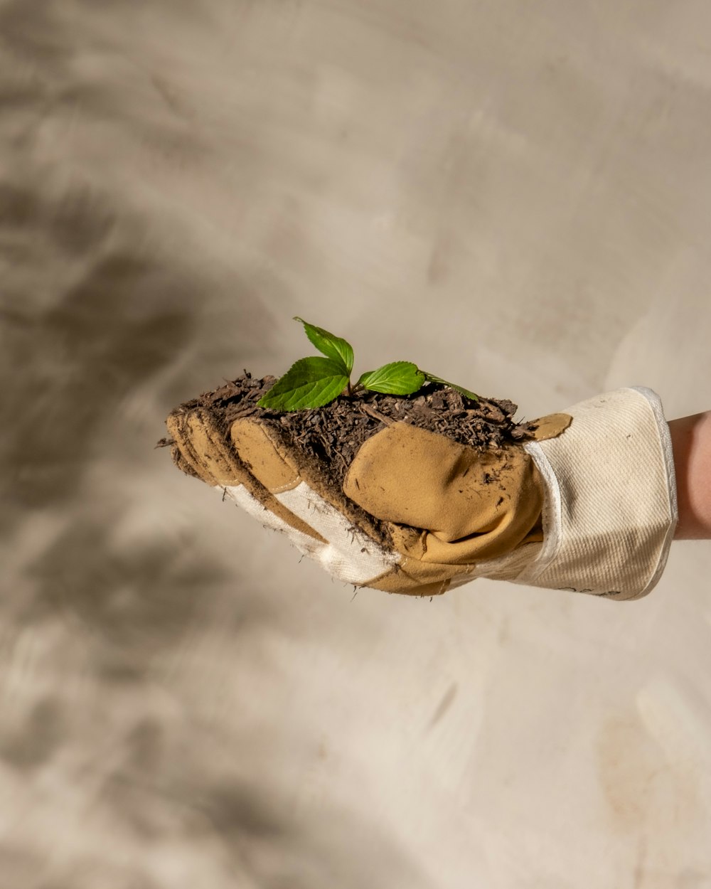 a person holding a plant in their hand