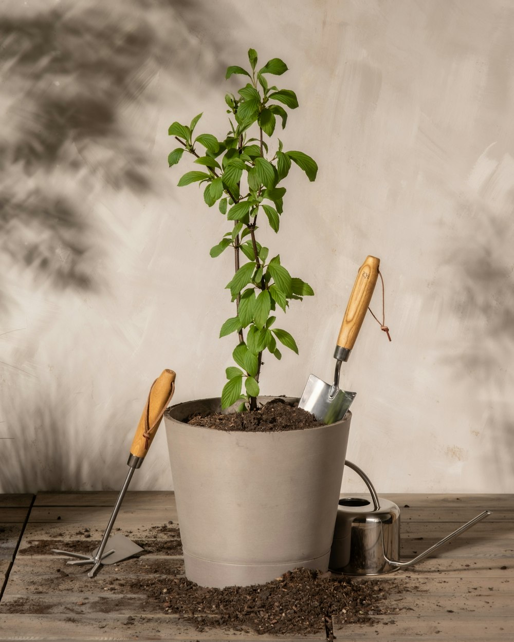 a potted plant with gardening utensils in it