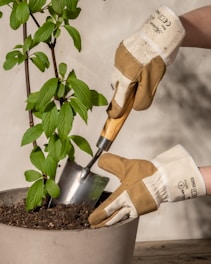 a person with gloves and gardening gloves is digging into a potted plant