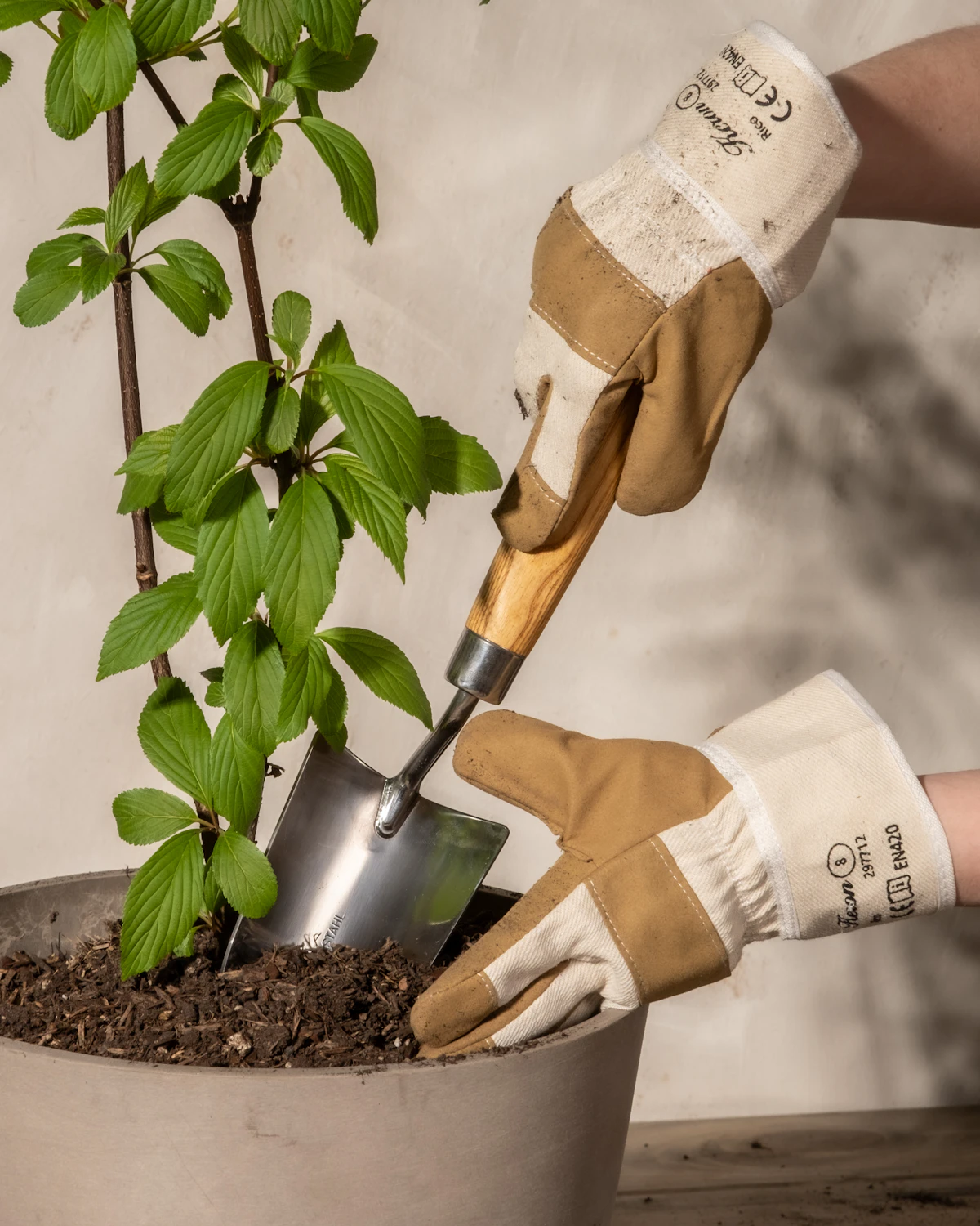 Gloved hands working carefully with a potted plant