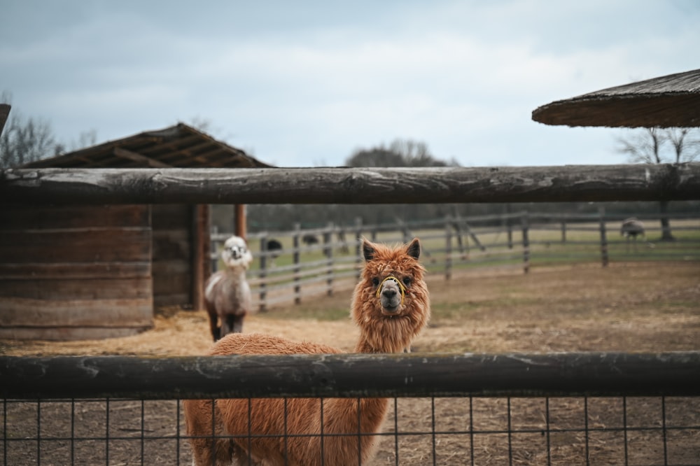zwei Lamas stehen in einem eingezäunten Bereich