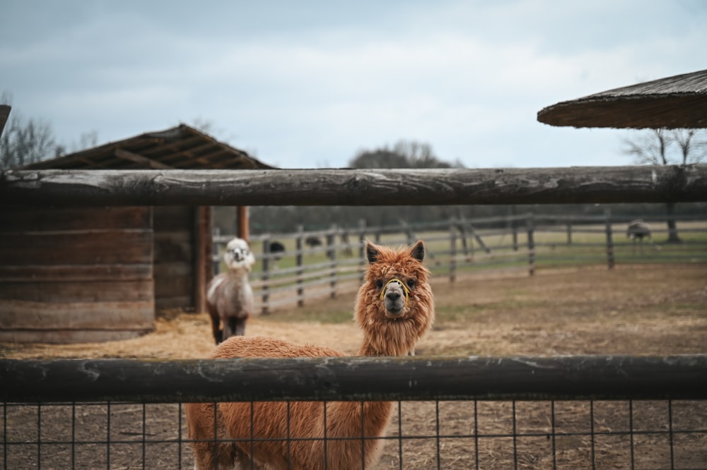 Dos llamas de pie en un área cercada