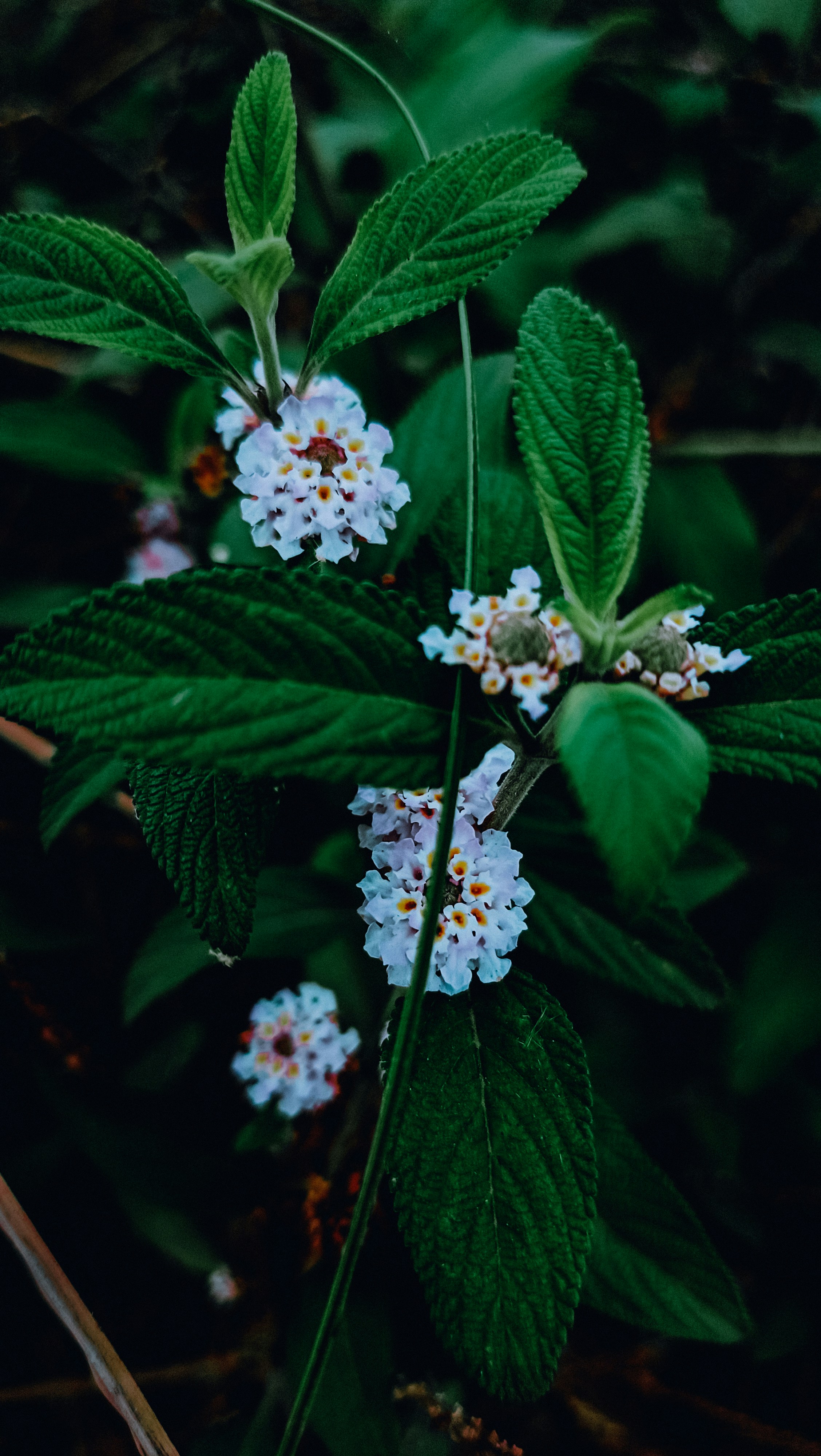Photo by uravx