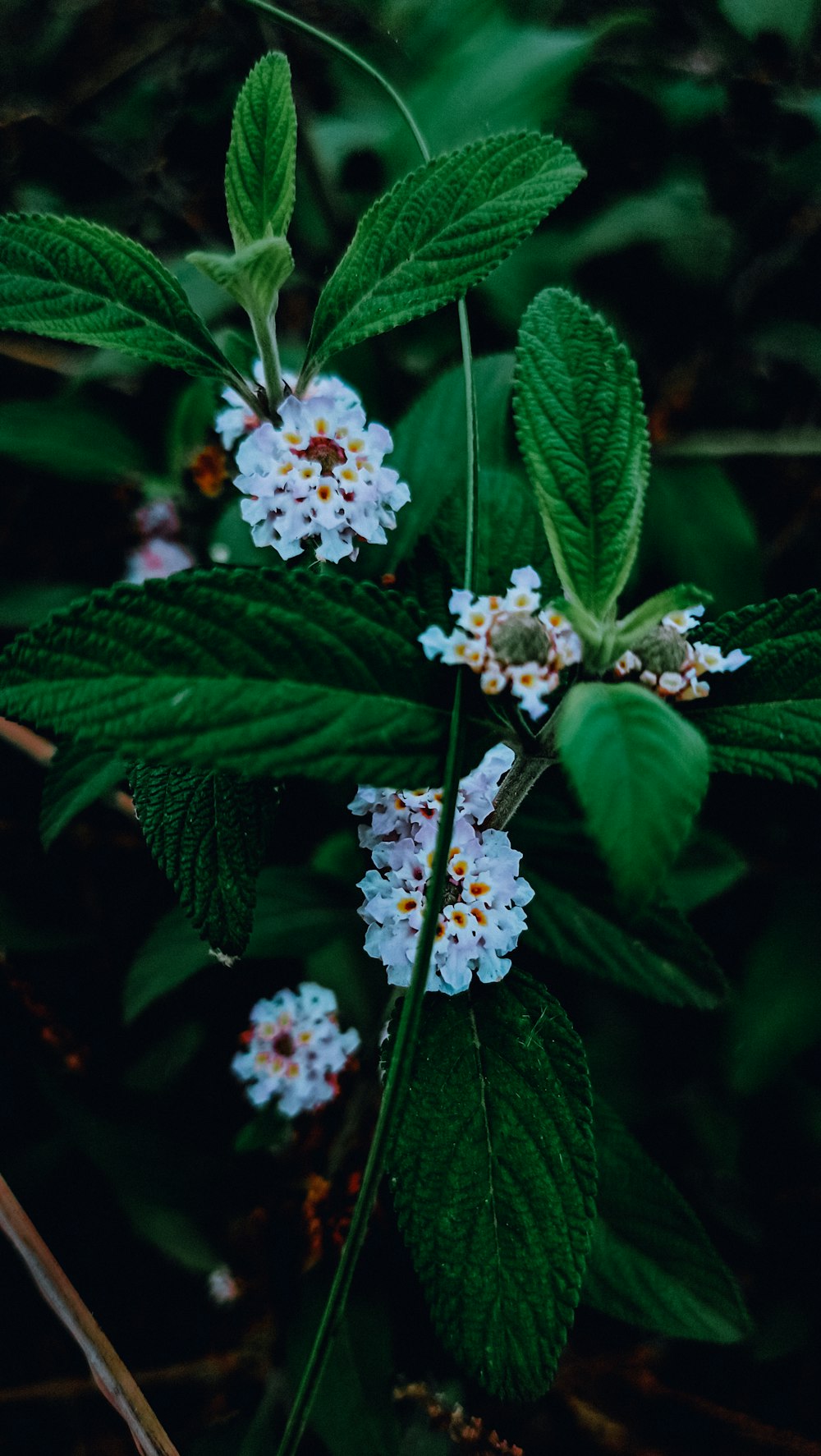 a close up of a plant with white flowers