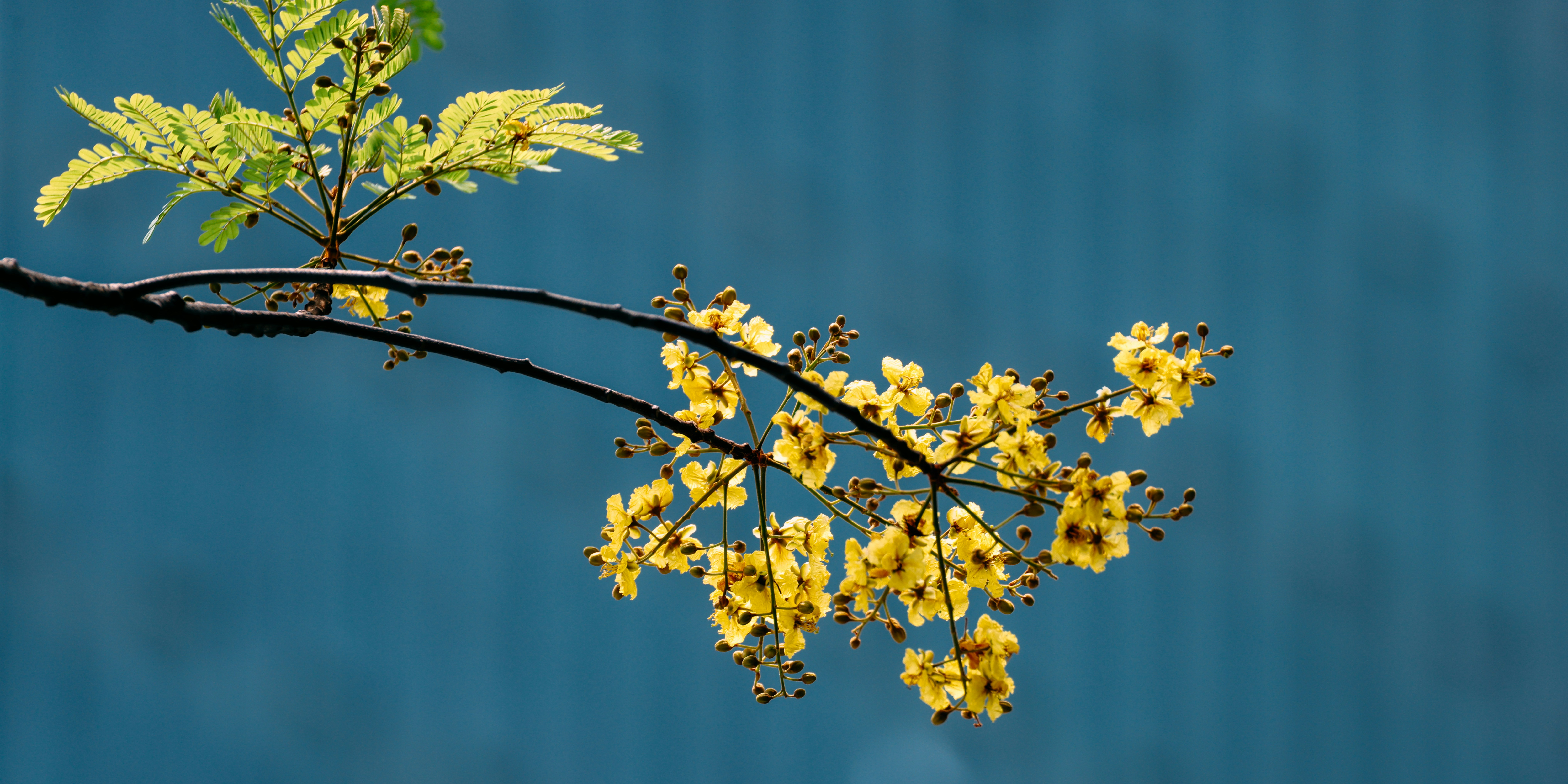 Photo by dickenslin76