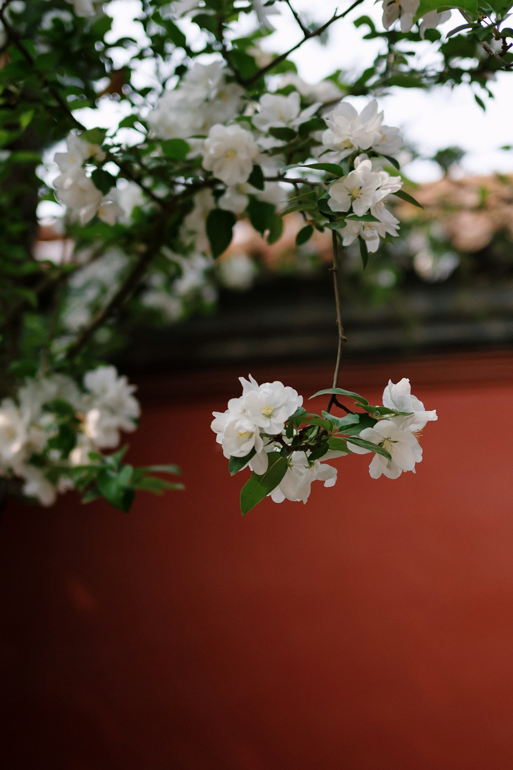 白い花を咲かせる木の枝