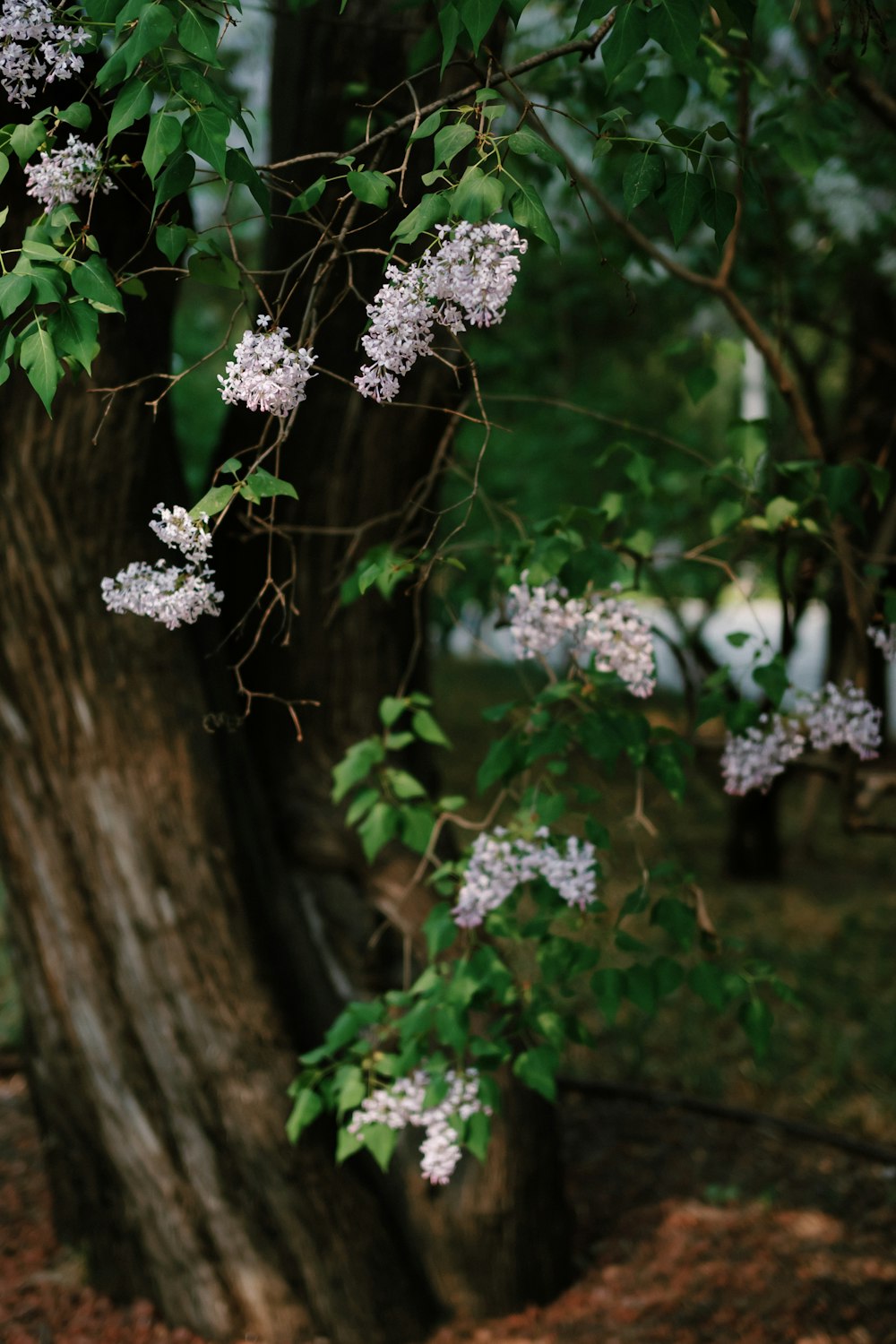 a tree with white flowers growing on it