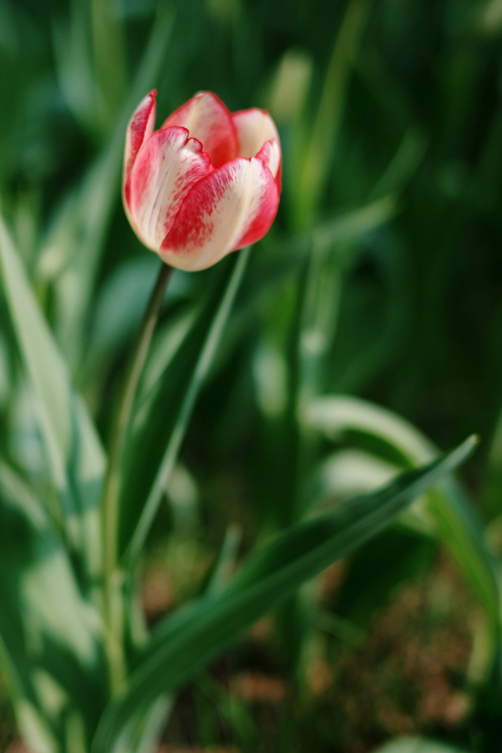 a single red and white tulip in a garden
