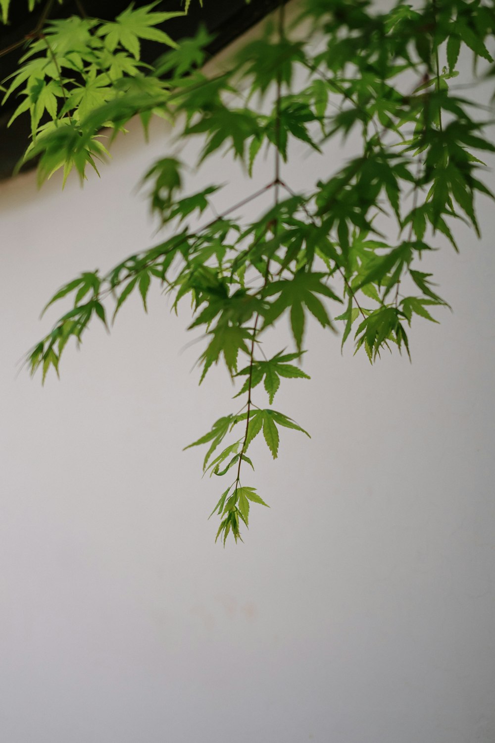 a green plant hanging from a white wall