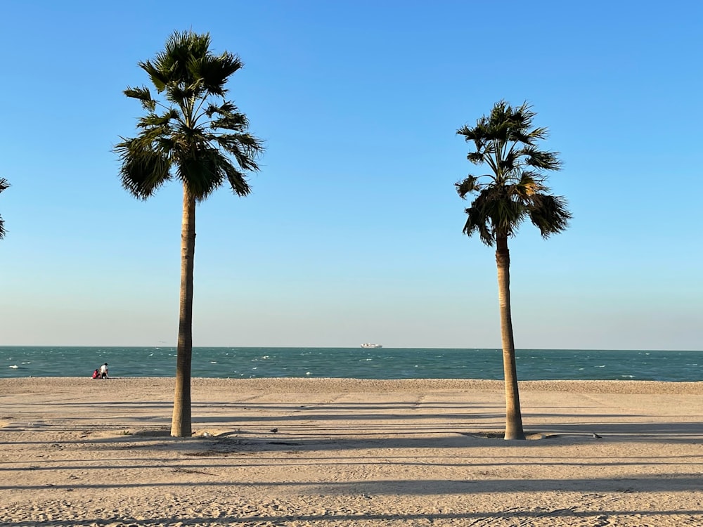 three palm trees on a beach with the ocean in the background