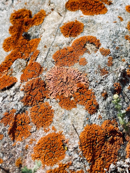 a close up of a rock with lichen on it