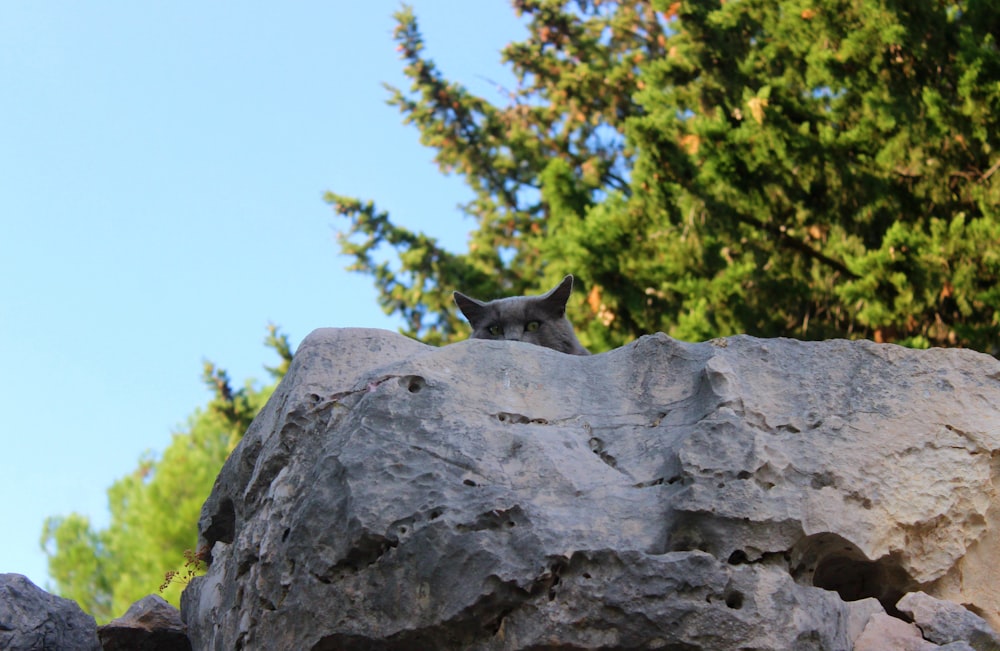 a cat sitting on top of a large rock