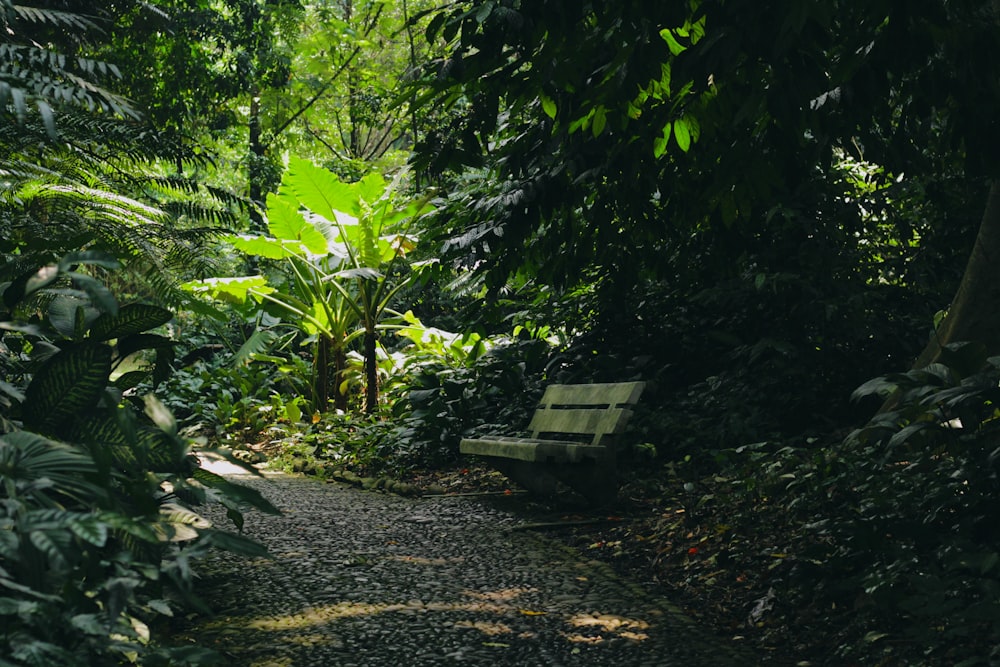 a bench sitting in the middle of a lush green forest