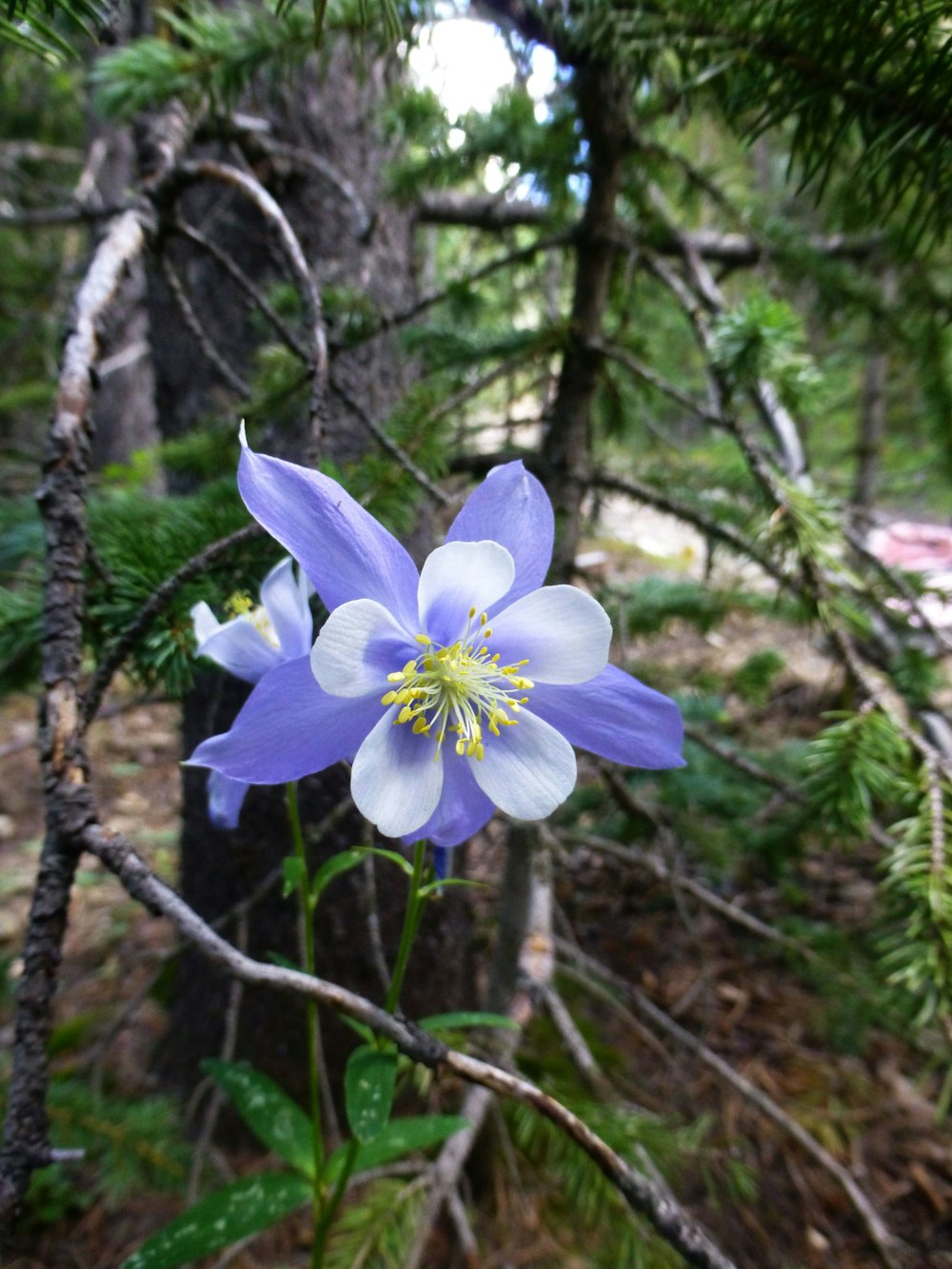 숲 한가운데에 핀 푸른 꽃