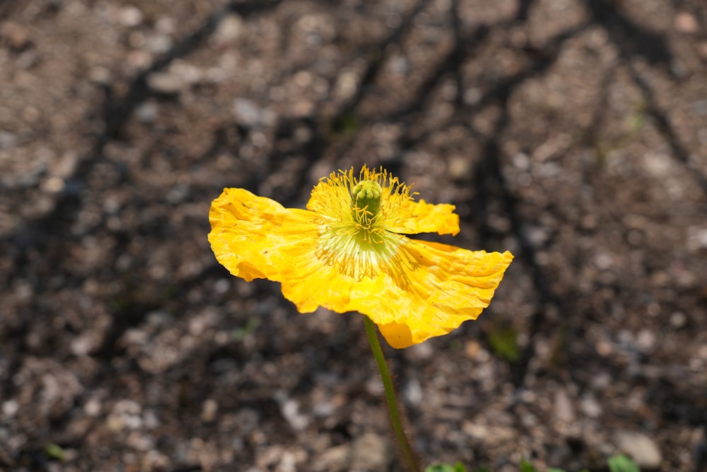 a yellow flower is growing out of the ground