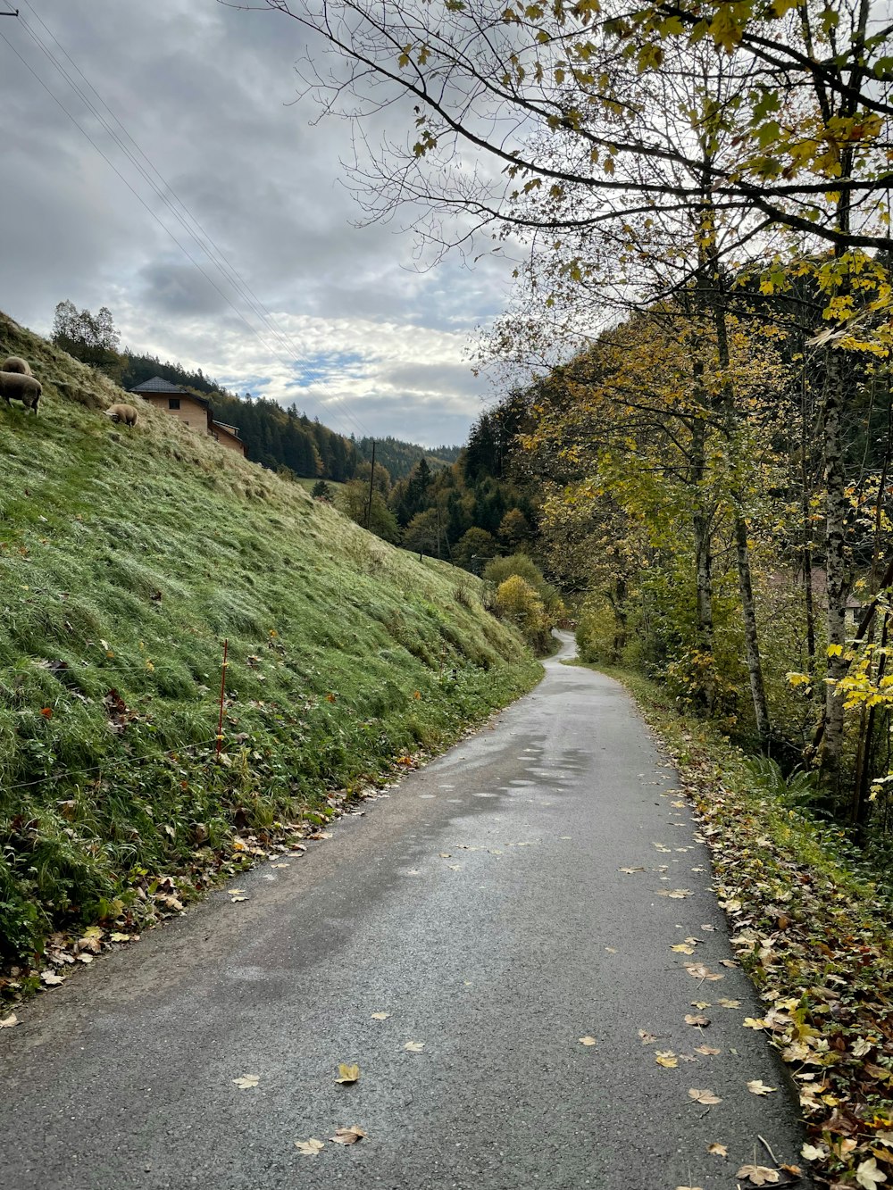 an empty road in the middle of a lush green field