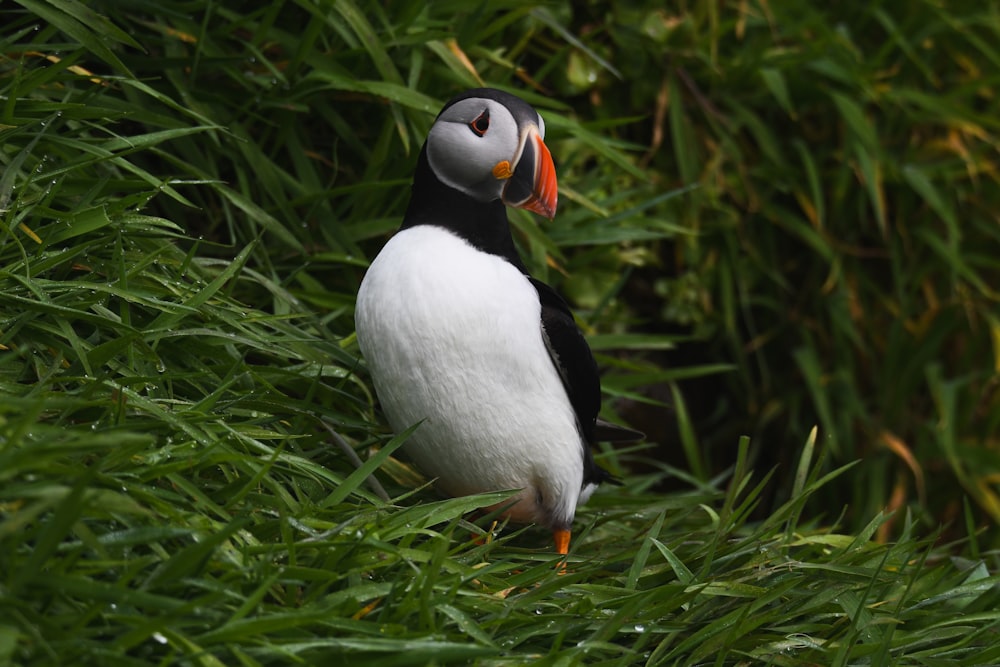 a black and white bird standing in the grass