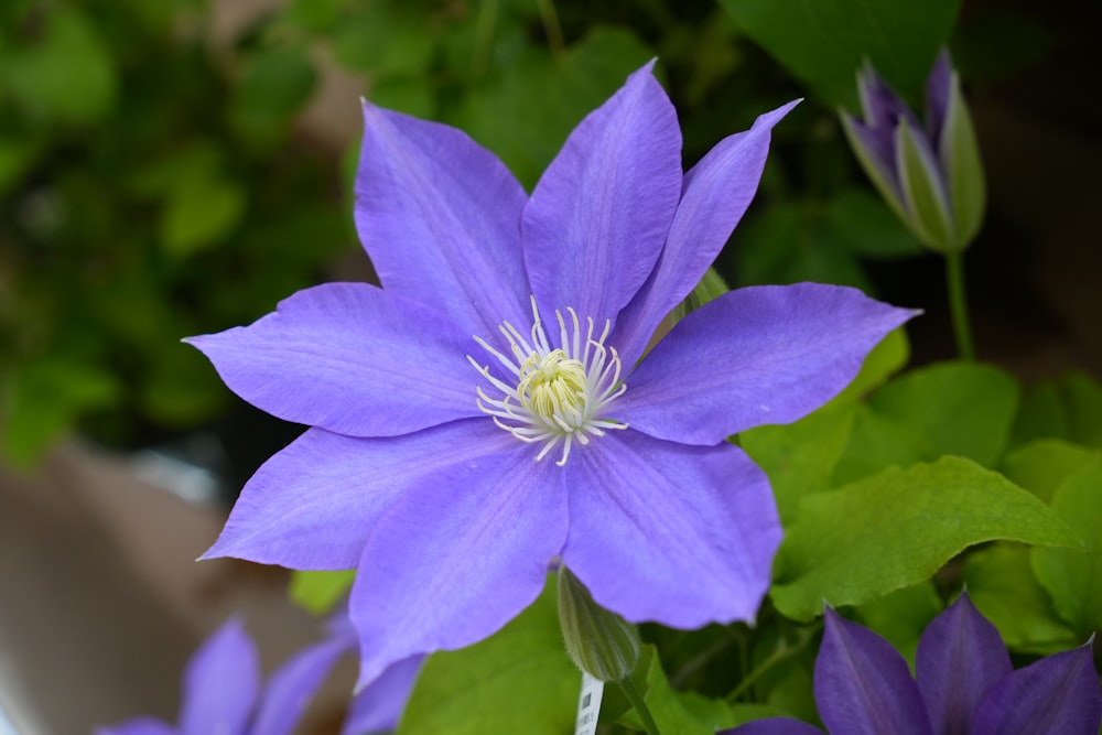 a close up of a purple flower with green leaves