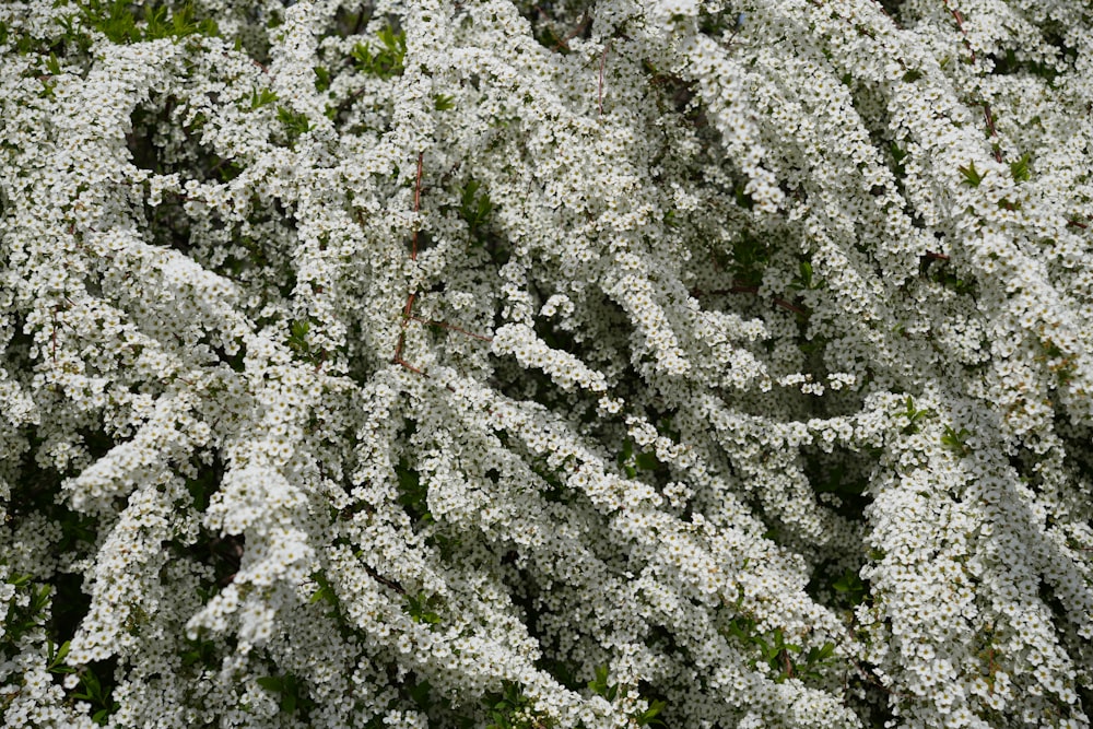 a bunch of white flowers that are on a tree