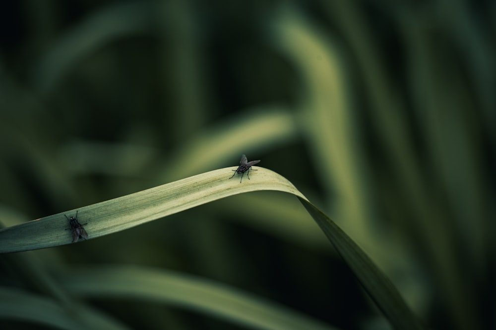 a close up of a green plant with two bugs on it