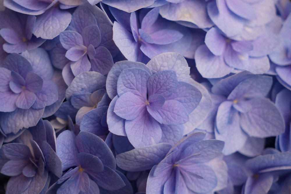 a bunch of purple flowers that are blooming