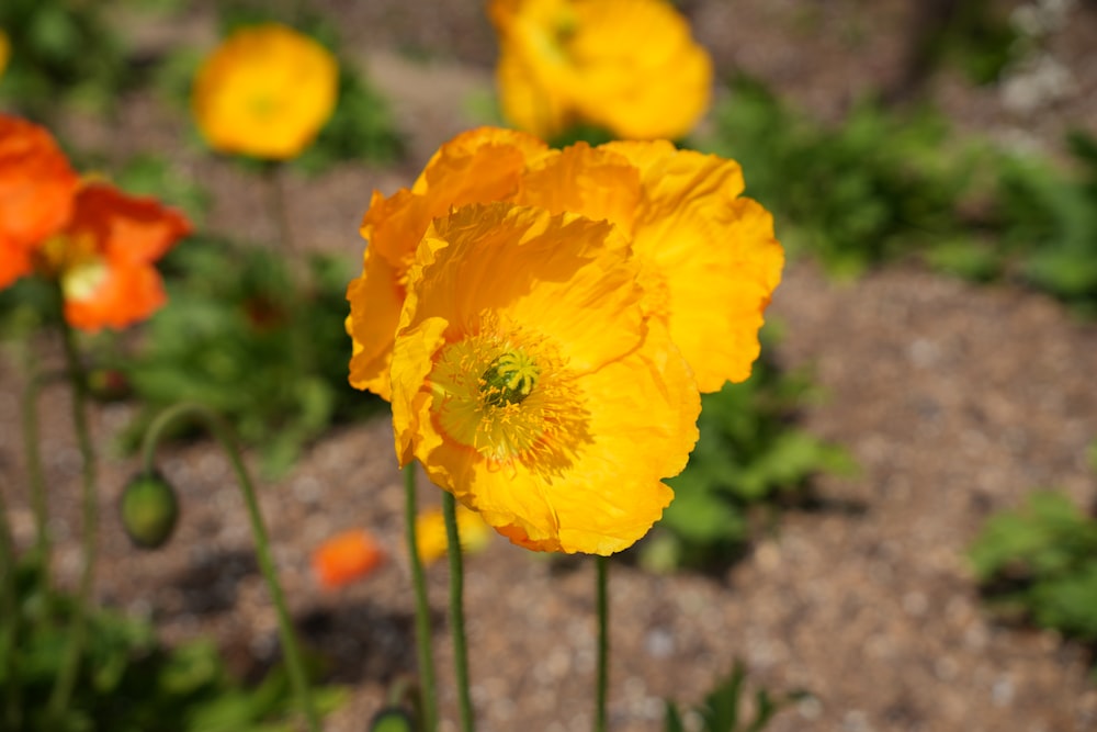 a field of yellow and orange flowers on a sunny day