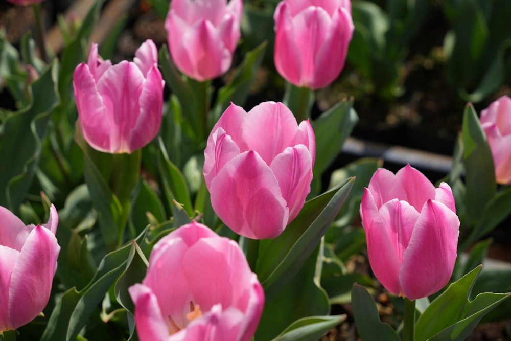 a group of pink tulips blooming in a garden