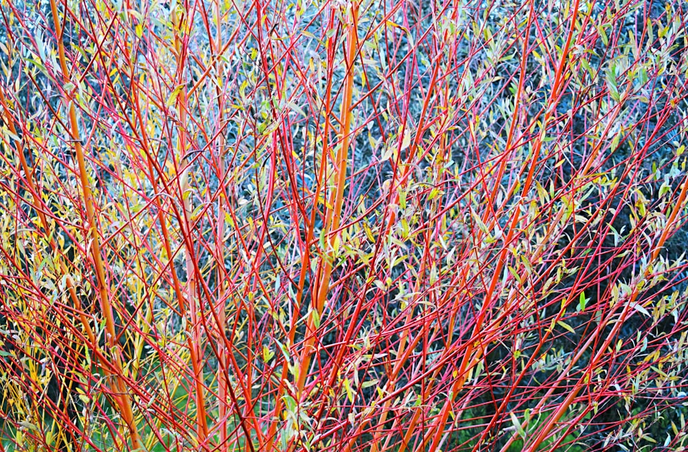 a close up of a bush with red stems