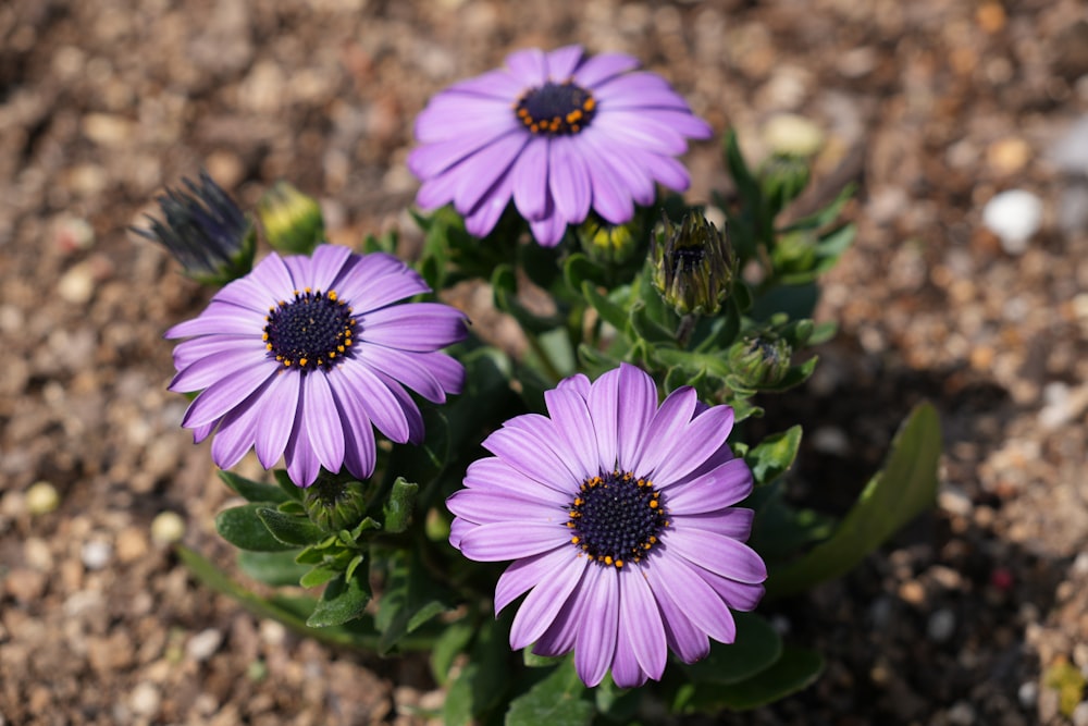 a group of purple flowers sitting on top of a dirt field