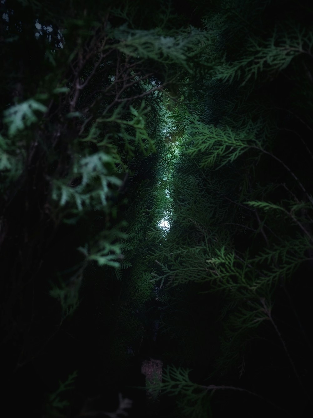 a path in the woods lit by a flashlight