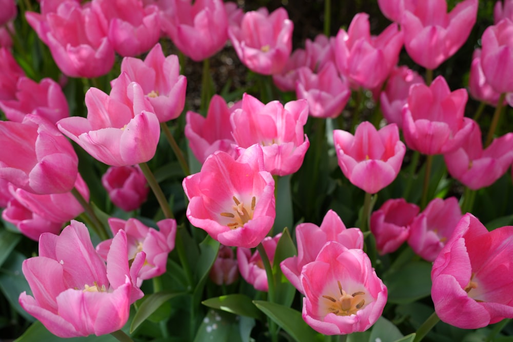 a bunch of pink flowers that are in the grass