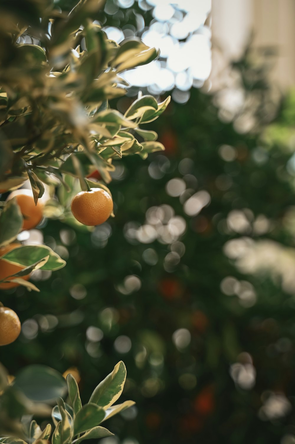 an orange tree filled with lots of ripe oranges