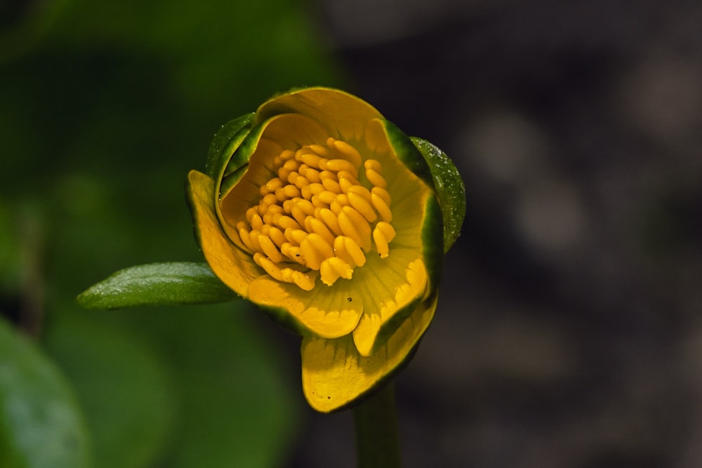 a yellow flower with green leaves in the background