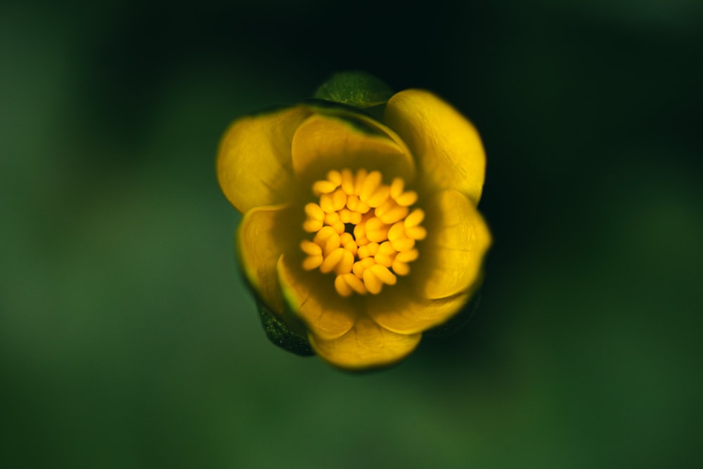a yellow flower with a green background