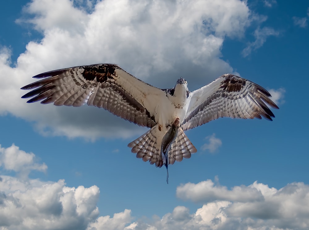 a large bird flying through a cloudy blue sky