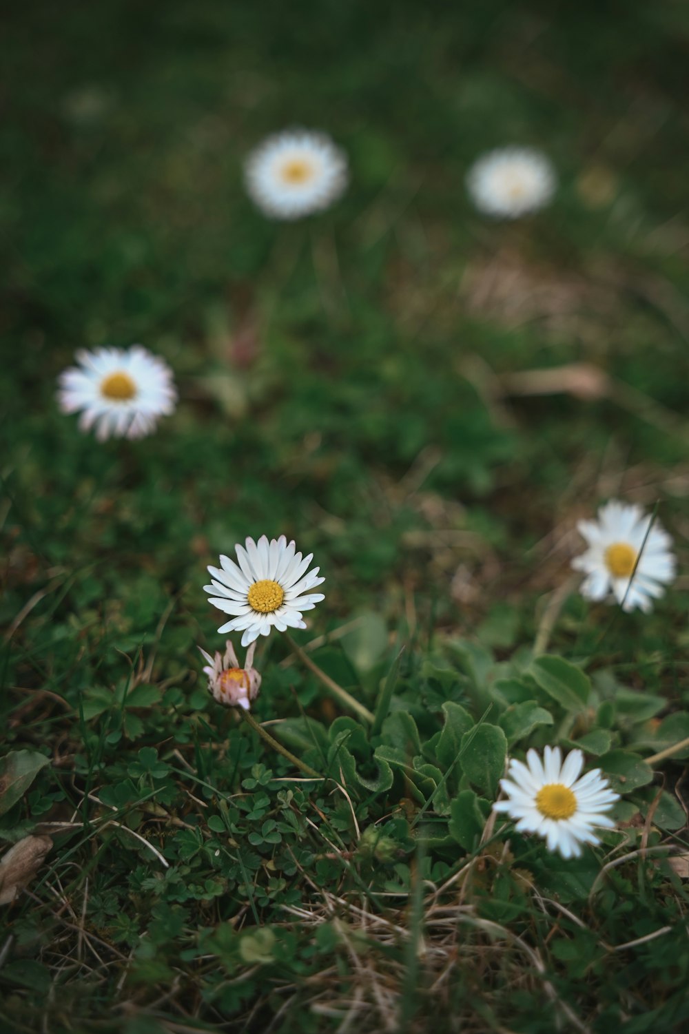 a group of daisies in a field of grass