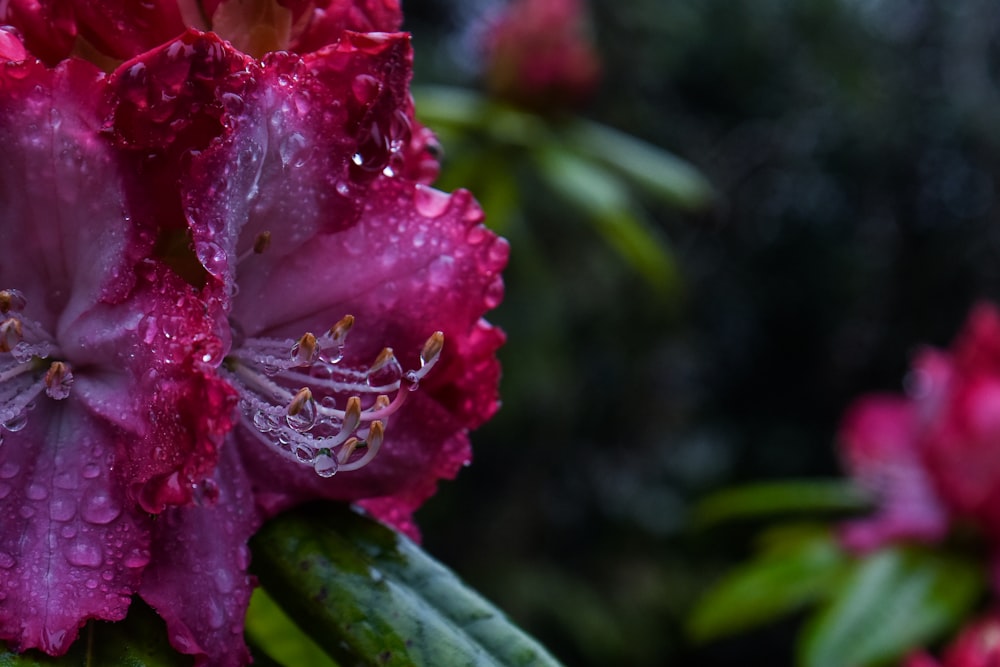 a purple flower with rain drops on it