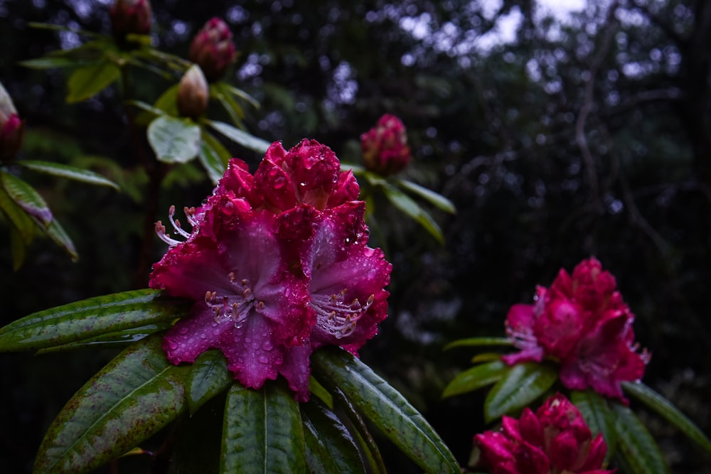 a close up of a flower on a tree