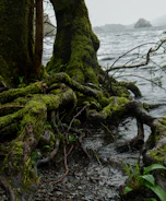 a tree that is covered in moss by the water