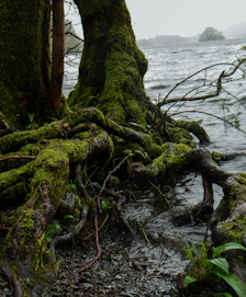 a tree that is covered in moss by the water