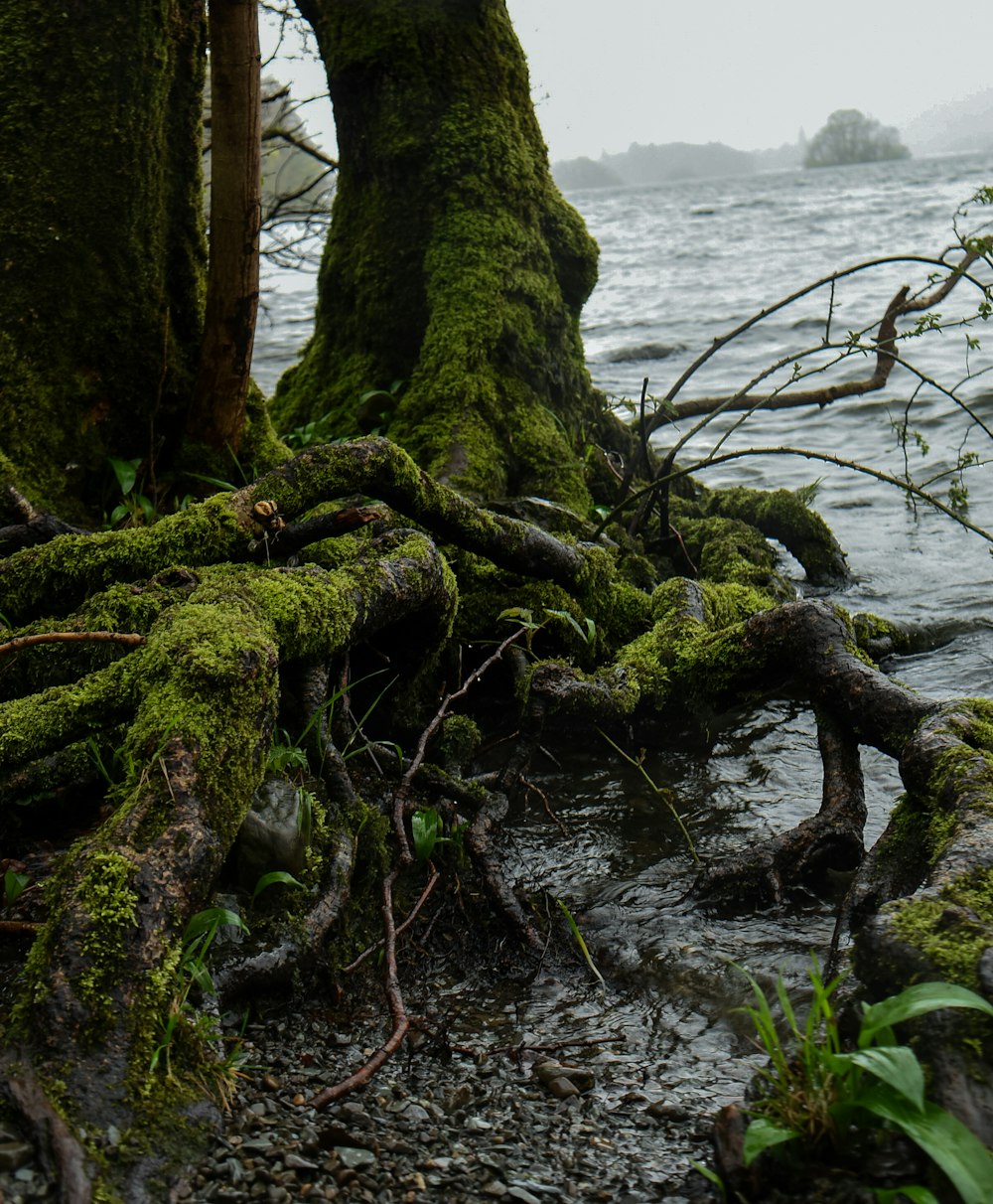 a tree that is covered in moss by the water