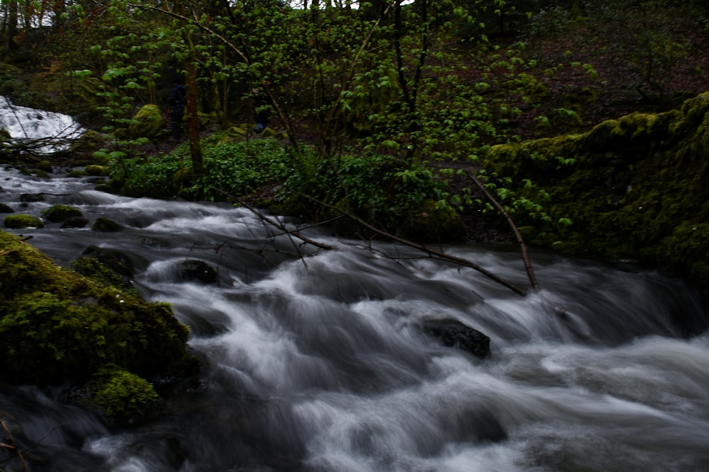 a stream running through a lush green forest