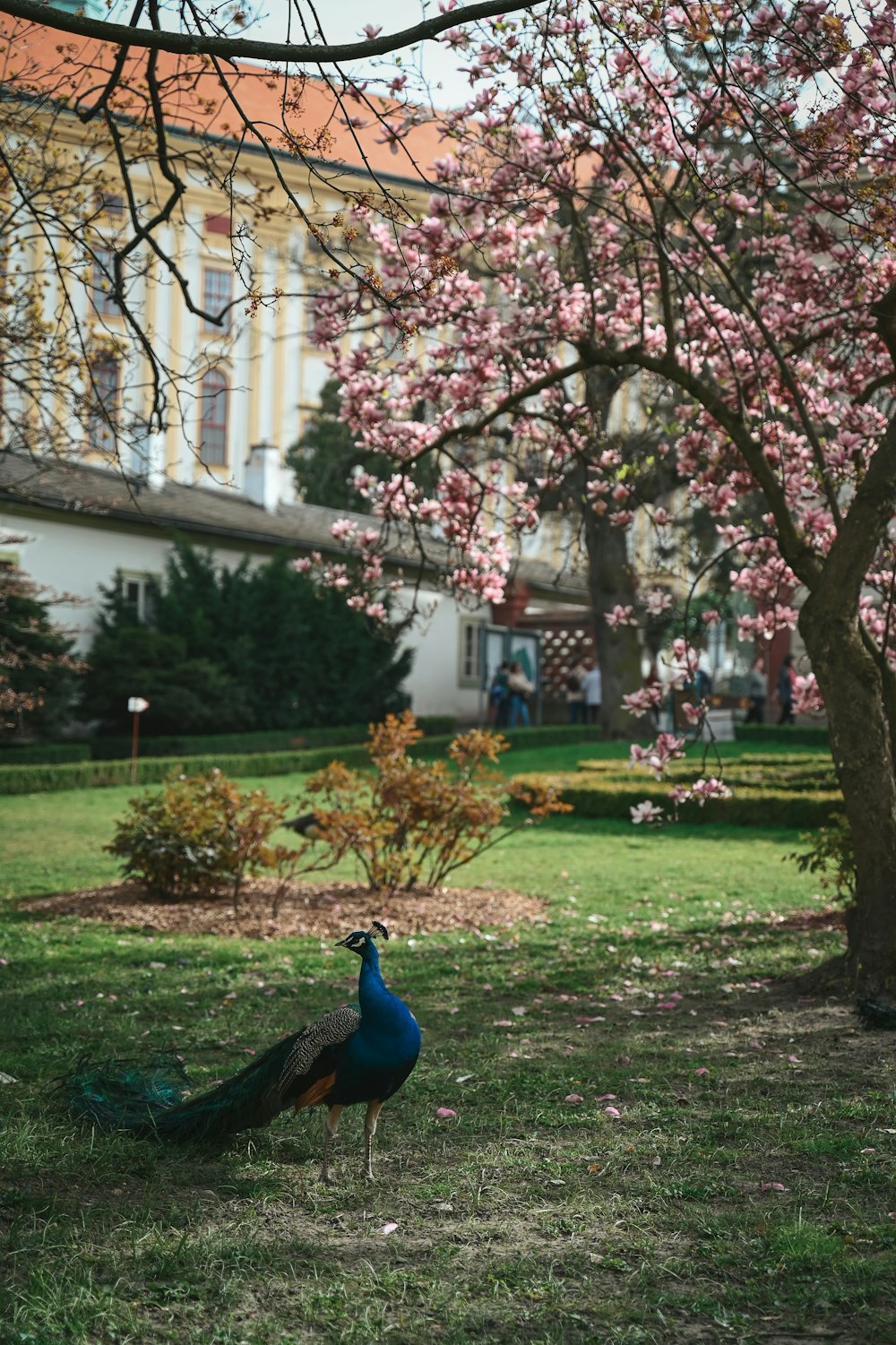 a peacock standing in the grass next to a tree