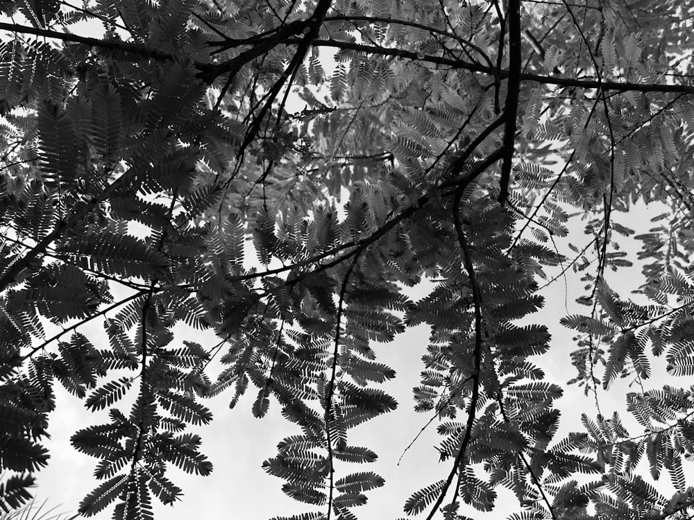 a black and white photo of leaves and branches