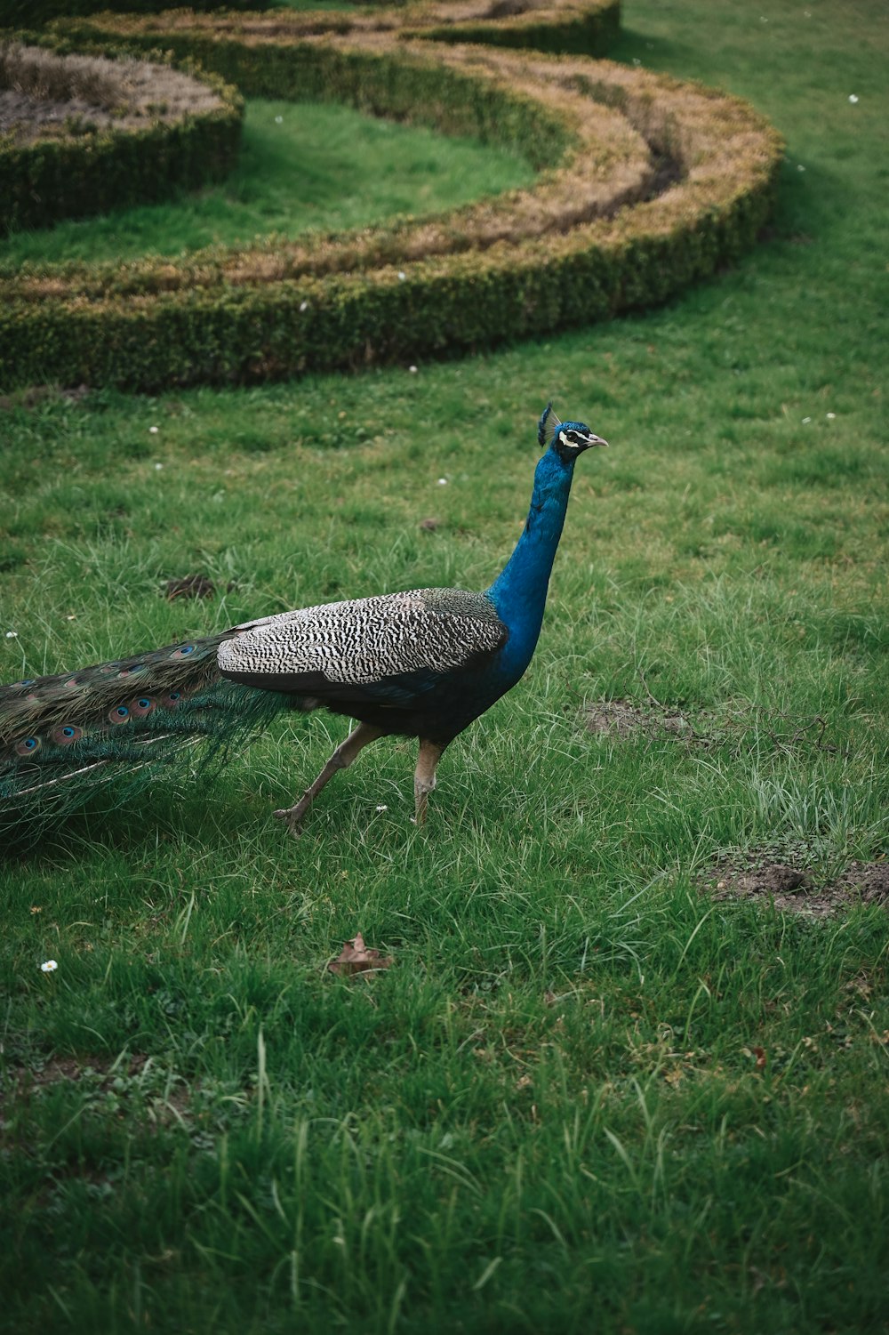 a peacock standing in the middle of a lush green field